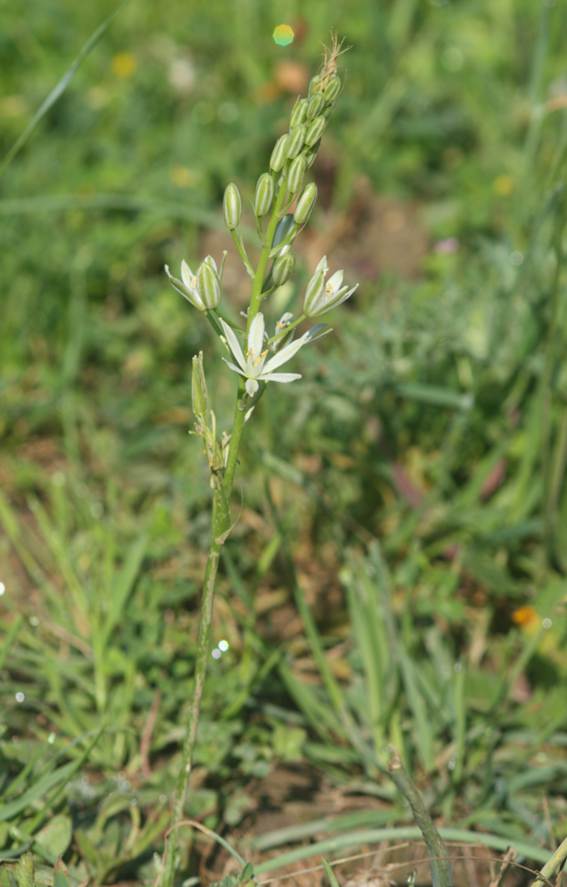 Loncomelos narbonense?...  Locomelos sp. (Asparagaceae)